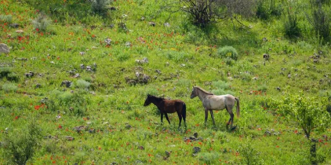 Kaya mezarları ve 5 bin yıllık tarihe ev sahipliği yapıyor! Kızılin Kanyonu bahar renkleriyle boyandı 3